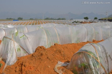 香蕉防霜冻