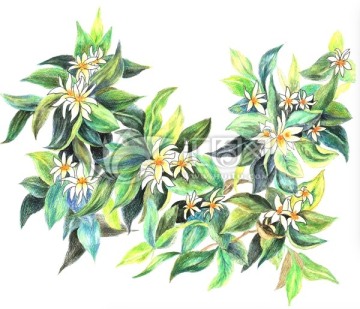 矢量手繪植物深山含笑