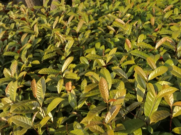 植物叶子