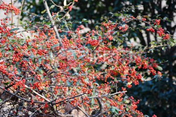 野生红果