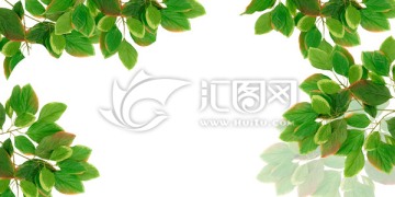 綠葉邊框