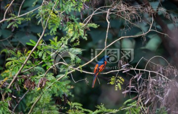赤红山椒鸟 小鸟