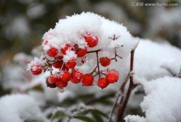 雪里红果子