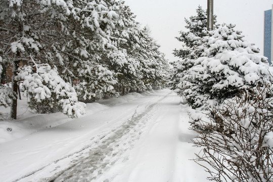 雪松雪景