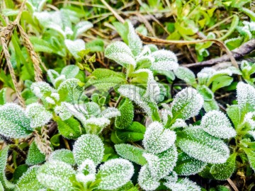 起霜 霜降 挂霜的植物 雾凇