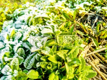 起霜 霜降 挂霜的植物 雾凇