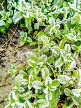 起霜 霜降 挂霜的植物 雾凇