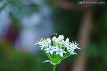 绿头苍蝇韭菜花