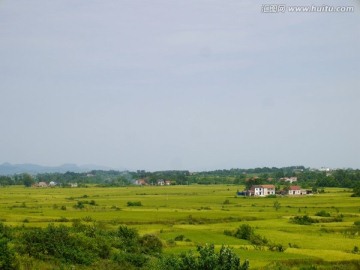 长江中下游平原稻田