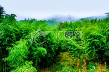 贵州老厂竹海景区