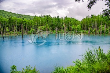 北海道美瑛青池