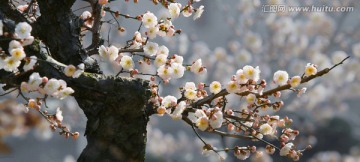 古典写意梅花装饰画