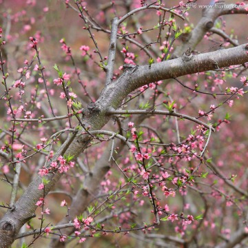 桃花