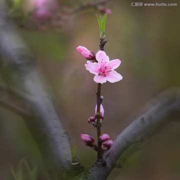 花卉