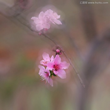 花卉