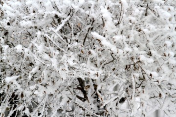 雾凇 冬天 雪景 玉树琼枝