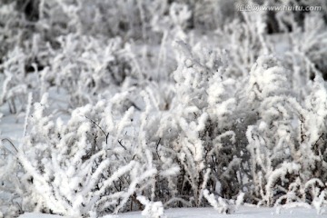 雾凇 冬天 雪景 玉树琼枝