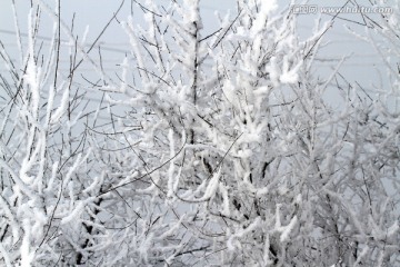 雾凇 冬天 雪景 玉树琼枝