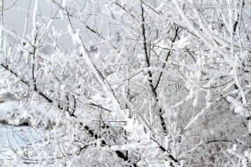 雾凇 冬天 雪景 玉树琼枝