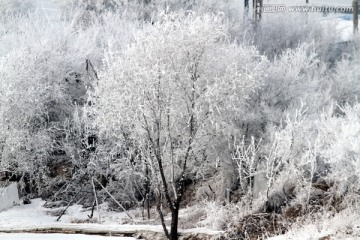 雾凇 冬天 雪景