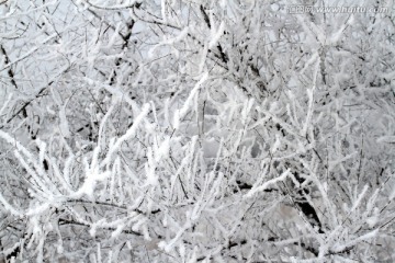 雾凇 冬天 雪景 玉树琼枝 冰