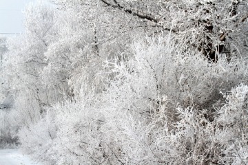 雾凇 冬天 雪景 玉树琼枝 冰