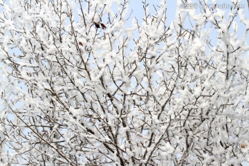 雾凇 冬天 雪景 玉树琼枝