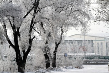 雾凇 冬天 雪景