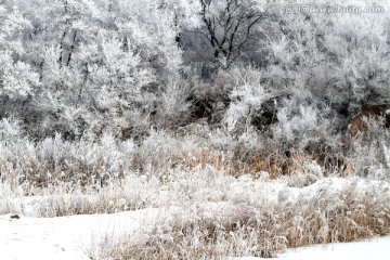 雾凇 冬天 雪景 玉树琼枝