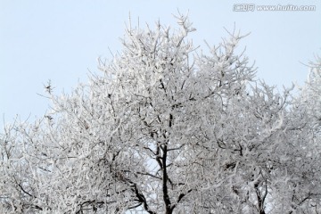 雾凇 冬天 雪景 玉树琼枝