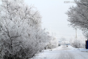 雾凇 冬天 雪景 玉树琼枝 冰