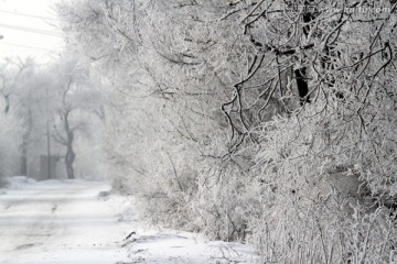 雾凇 冬天 雪景 玉树琼枝 冰