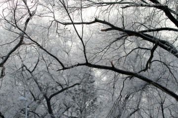 雾凇 冬天 雪景