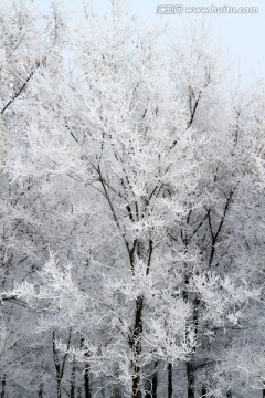 雾凇 冬天 雪景 玉树琼枝