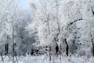 雾凇 冬天 雪景 玉树琼枝