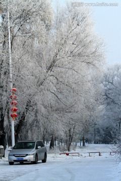 雾凇 冬天 雪景 玉树琼枝