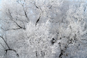 雾凇 冬天 雪景 玉树琼枝