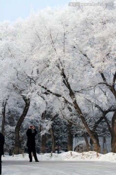 雾凇 冬天 雪景 玉树琼枝 冰