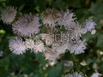 野菊花