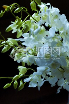 白色杨兰 鲜花