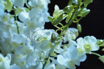 鲜花 杨兰 白色