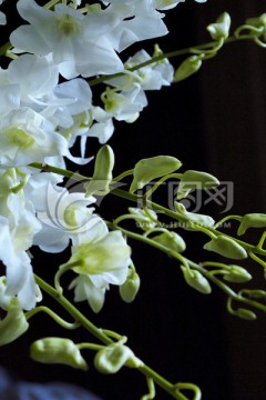 花束 杨兰 白色