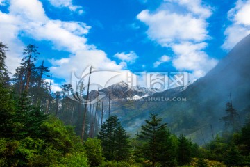 西藏 山谷 云雾 雪山 森林