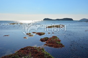 海滨 滩涂 海藻