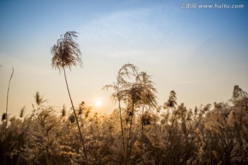 芦苇