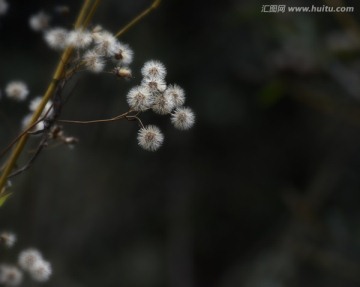 装饰画 菊花