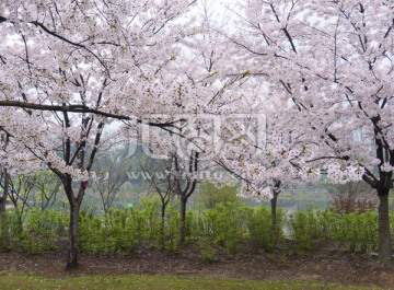 樱花