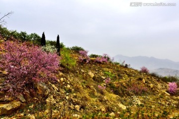 杏花开满山坡