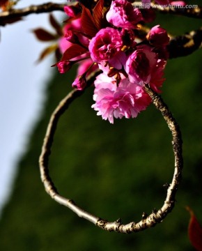 樱花 花环
