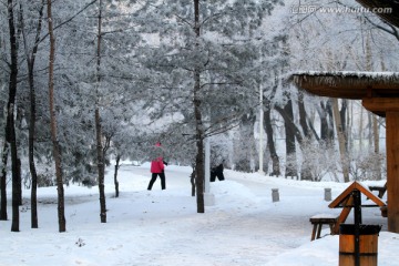 雾凇 冬天 雪景 玉树琼枝